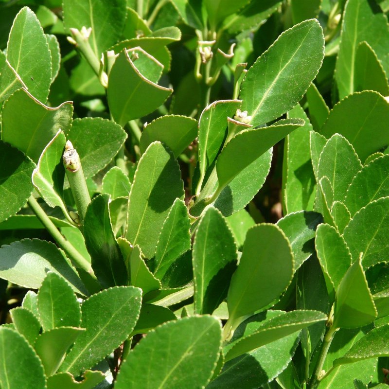 Laurus nobilis (Vavrín pravý - bobkový list) - kont. C5L, výška 50-70 cm, výška kmeňa: 30-40 cm - NA KMIENKU